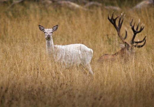Mammals